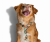 pol_pl_ZEE-DOG-Szelki-H-Phantom-L-4552_2.png